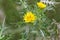 Spotted golden thistleÂ , Scolymus maculatus, brilliant yellow flower